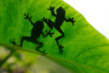 Shadow of a frog across a green leaf 
