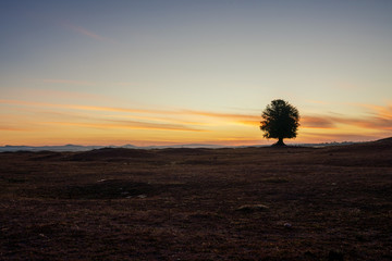 Fototapeta na wymiar Sunrise golden hour and tree beautiful landscape