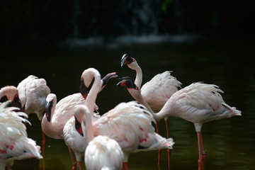 The Flamingo/ phoenicopterus birds are feeding on the lake