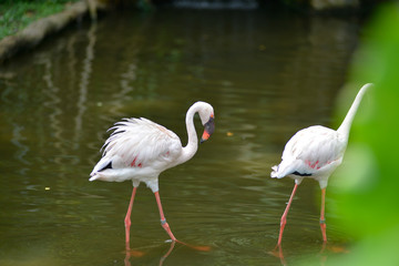 Couple of Flamingo/ phoenicopterus birds are walking together isolated on a green background with lens blur and defocused. A symbol of love.