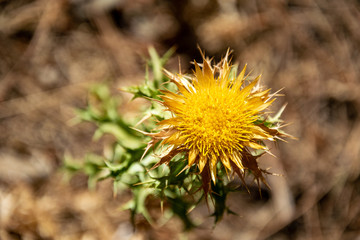 a single yellow thorny flower in a forest in Marbella, Spain