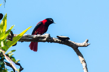 Green leaves with vermilion bird under blue sky