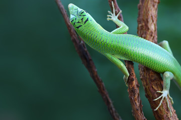 Obraz premium emerald tree skink on a tree branch