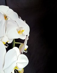 White orchid, black cloth background