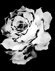 Watercolor hand painted rose on a black background