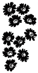 monotone painted chrysanthemum on white background