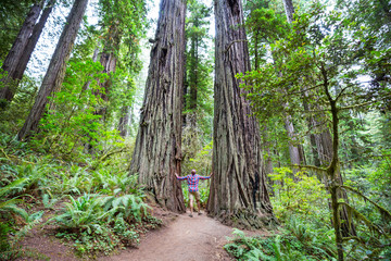 Redwoods