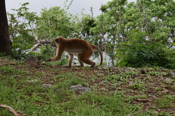 Monkey in the forest