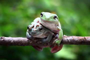 Naklejka premium green tree frog on branch