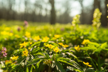 Spring forest