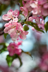 Fototapeta na wymiar Pink and white flowers bunch with green leaves on blooming apple tree branch close up, beautiful spring cherry blossom on blurred bokeh background, red sakura flowers in bloom macro, springtime nature