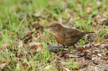 A pretty female Blackbird (Turdus merula) eating a worm that it has just found in the grass.