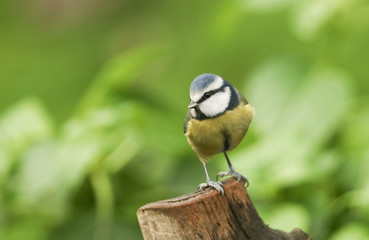 Fototapeta premium A pretty Blue Tit (Cyanistes caeruleus) perched on a tree stump.