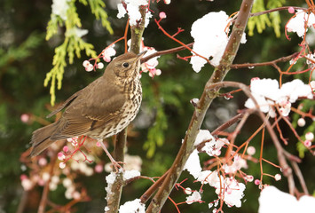 A stunning Song Thrush (Turdus philomelos) perched on a Mountain Ash Tree in a Snowstorm. It has been feeding on the berries.
