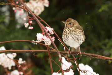 A stunning Song Thrush (Turdus philomelos) perched on a Mountain Ash Tree in a Snowstorm. It has been feeding on the berries.