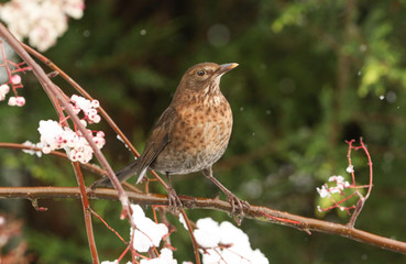 A winter scene of a stunning female Blackbird (Turdus merula) perched on a branch of a mountain Ash tree in a snowstorm. It has been feeding on the berries.