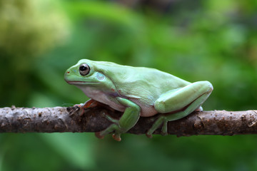 green tree frog on branch