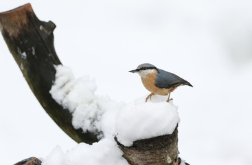 Obraz premium A winter scene of a stunning Nuthatch (Sitta europaea) perched on an old tree stump covered in snow looking for food.