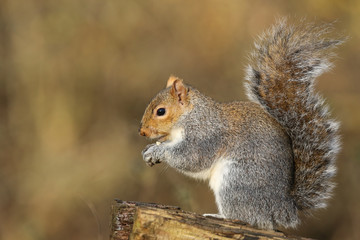 Naklejka na ściany i meble A cute Grey Squirrel (Scirius carolinensis) eating a nut sitting on a log.
