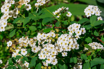 White flowering shrub Spirea aguta (Brides wreath)
