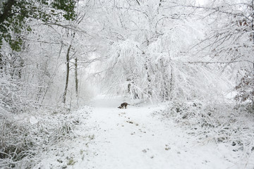 A winter scene of the footpath and the trees covered in snow and an English Springer Spaniel Dog...