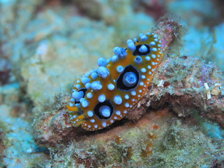 The amazing and mysterious underwater world of Indonesia, North Sulawesi, Manado, sea slug