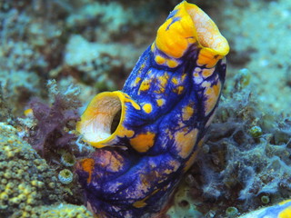 The amazing and mysterious underwater world of Indonesia, North Sulawesi, Manado, sea squirt
