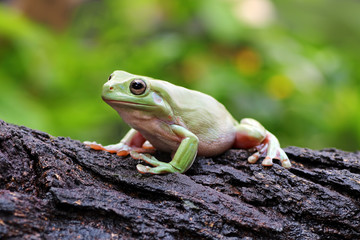  the frog sits on the wood