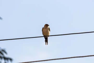 Bird on wire and blue sky
