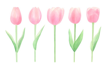 Spring flowers watercolor set. Watercolor hand drawn tulips isolated on white background. Perfect for spring cards design, invitation, pattern, wrapping papper. Happy mothers day. 