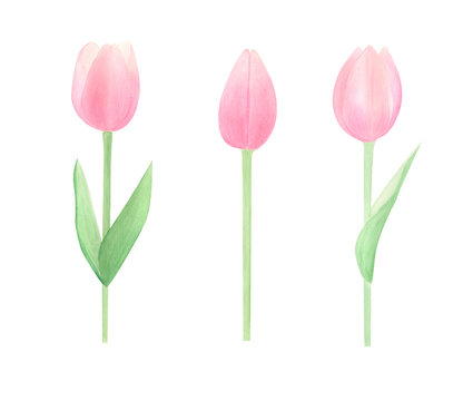 Spring flowers watercolor set. Watercolor hand drawn tulips isolated on white background. Perfect for spring cards design, invitation, pattern, wrapping papper. Happy mothers day. 