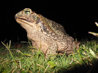 Sapo