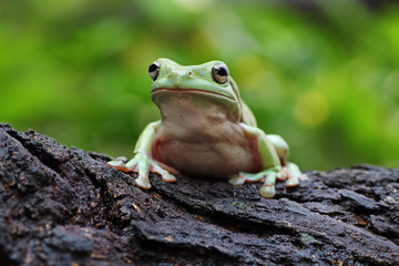  the frog sits on the wood