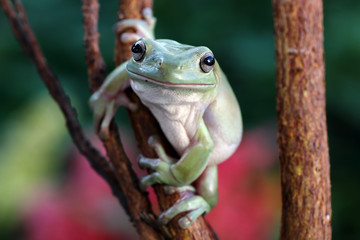 green tree frog on branch