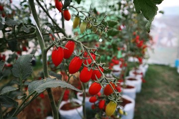  Cherry tomatoes