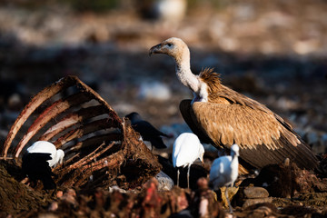 Eurasian Griffon Vulture