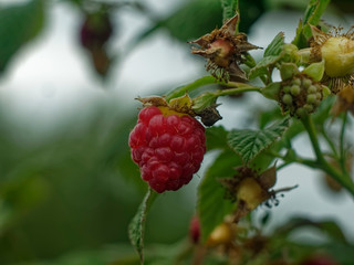 raspberry berries in the garden in summer, Russia.