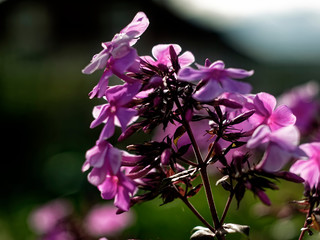 Phlox in summer in the garden, Russia