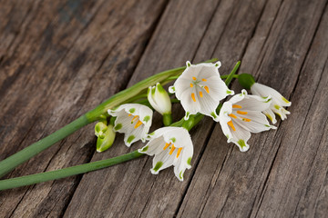 Tiny White Spring Snowflake Flower