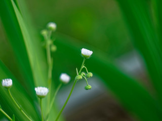 very small Daisy in the garden, Russia