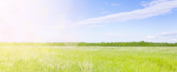 Fototapeta na wymiar Easter banner. Green grass, blue sunny sky. Meadow and field as easter panorama background header. Sunshine.