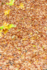 Herbstlaub auf Boden