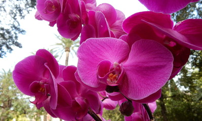 orchidea color fucsia © provenza
