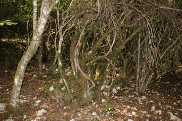 Abandoned trees and underbrush in Vikos gorge Epirus Greece