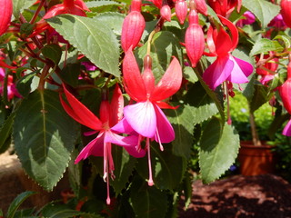 fiori fucsia