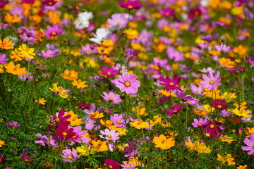 Colorful flower field of wild flowers on a cool day