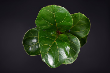 Green fiddle leaf fig 'Ficus Lyrata' plant with big healthy leaves on dark black background