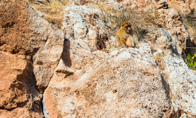 Monkeys near the Ouzoud waterfall in Morocco.