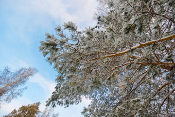 Winter landscape. Frozen snow on trees.
