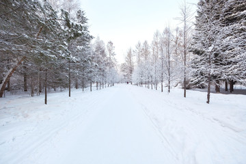 Winter landscape. Frozen snow on trees.